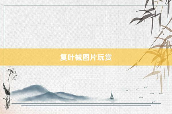 复叶槭图片玩赏
