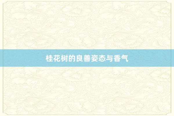 桂花树的良善姿态与香气