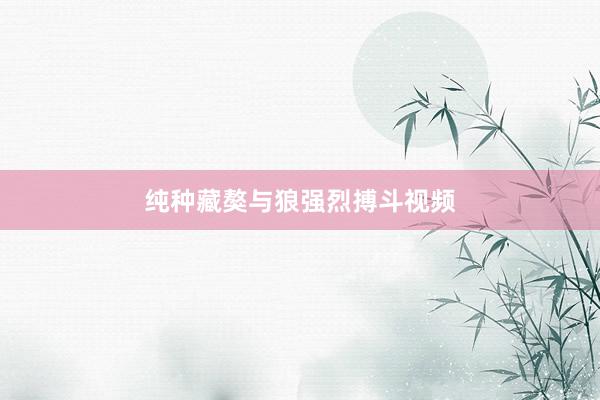 纯种藏獒与狼强烈搏斗视频